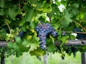 Правильний догляд дасть свої результати