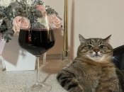 Даже Бритни Спирс знает о коте Степане