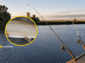 Рибалка в Івано-Франківську впіймав форель