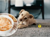 Квашеная капуста удаляет пятна на ковре