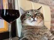 Кіт Степан - фото-віитка пухнастого блогера