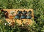 Продвижение заметно: в ВСУ рассказали об успехах на юге (видео)