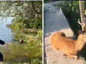 Від злочину росіян постраждали беззахисні тварини