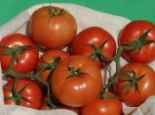 Во избежание болезней листьев избегайте намокания листвы при поливе