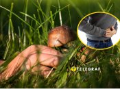 Как правильно выбирать грибы