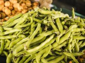 Фасоль – теплолюбивое растение