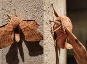 Рідкісна знахідка