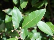 Лавровий лист привертає успіх