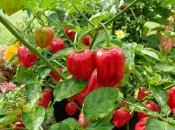 Отримайте чудовий урожай томатів та перцю