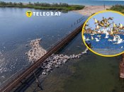 В Одесской области увидели редкую птицу