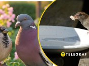 Чому горобців поменшало в Україні