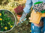 Як позбутися пирію, кульбаб та інших бур’янів