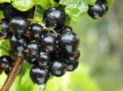 Як доглядати за смородиною восени