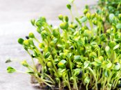 Микрогрин - полезная зелень, которую можно вырастить дома