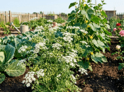 Зачем нужен кориандр на участке