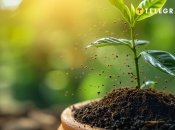 Кофейная гуща ускоряет рост растений и подпитывает их (изображение создано с помощью ИИ)