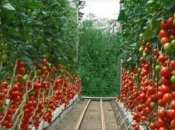 Заработать зимой можно на многом, в том числе овощах