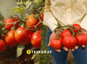 Правильный уход за помидорами