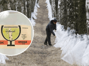 Березовый сок