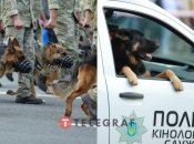 Собаки с двуногими сослуживцами вышли на парад