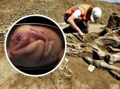 Овираптозавр, которого нашли китайские ученые