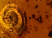 Archaeocyclotus brevivillosus