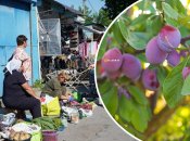 Слива на базаре