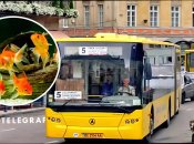 У Львові після зливи в автобусі утворився акваріум