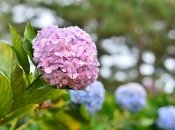 Гортензия – один из цветков, которому нужен особый уход весной