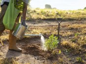 Растения нужно правильно подготовить к зиме