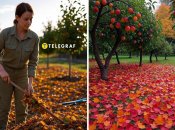 Сжигать опавшие листья и сухие ветки запрещено законом