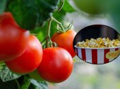 Є помідори, що нагадують смажену кукурудзу з маслом