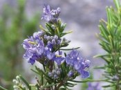 Розмарин – символ процвітання