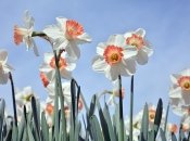 "Правила" осінньої посадки нарцисів