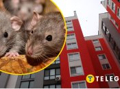 Гризун налякав жителів квартири