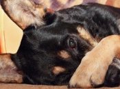 Собачий нюх намного острее, чем человеческий