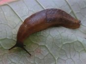 Простой и дешевый способ избавиться от слизняков