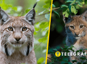 Рысь евразийская