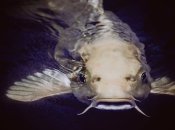 Рыбка времен динозавров: в Аргентине найдена окаменелость шестиметровой рыбы