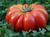 Лучшим временем для полива они считают раннее утро