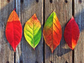 Как объяснить ребенку, почему листья на деревьях меняют цвет 