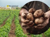 Посадка картофеля в мае 2025