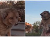 Собака прожив кілька днів після отримання тяжких травм