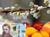 Нічні "мінуси" підштовхнуть ціни вгору
