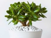 Грошове дерево