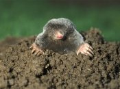 Как избавиться от кротов на огороде