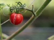 Чому помідори тріскаються