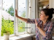 Мухи - настоящая проблема летом