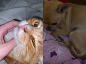 Так виглядають ті самі тварини