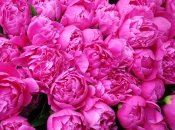 Ефективні засоби для удобрення півоній